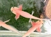Pink axolotls