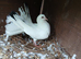 Fantail Pigeons