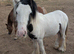 8 months old colt