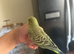 Lovely tame baby budgie black wings