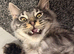Male Mainecoon (Simba)
