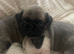 Beautiful Purebred Pug Puppies &ndash; Ready for Their Forever Homes Soon