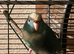 Kakariki babies ready for new homes Now
