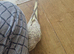 Cocktail Semi Tame Male 4 mothes old Good health