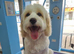 Girl cockapoo