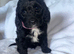 stunning f1 Sproodles Health tested dad