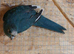 Breeding pair of kakarikis
