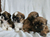 Last Little Boy Available – Ready to Fill Your Home with Love!