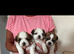 Shihtzu cross Teddy bear Biewer 3 girls
