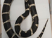 2023 pair of chain kingsnakes