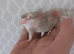 7 Female Mice Ready To Go From Next Friday £10 A Pair