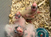 Adorable hand reared cockatiels