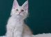 Only one stunning boy left. Tica registered