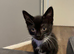 1 HANDSOME BOY NEEDING HOME ASAP
