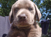 Silver Labrador pups