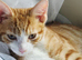 Male kitten
