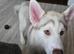 15 week old Siberian Male Husky