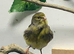 Female canary