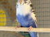 Budgies