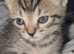 2 kittens 1 male black 1 female tabby 6 weeks old