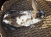 3 Mini Rex Kits to RESERVE