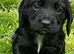 Beautiful Male Cocker Spaniel Puppy