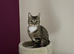 Small spayed cat for re-homing
