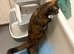 1 year old Tortoise shell femal