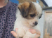 Shih tzu cross jack russell female