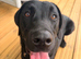 Heartbreaking sale of highly trained pup