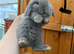 2 Lilac Pure Mini Lop Does - Ready 11th July!