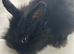 Baby mini lion lop