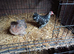 A Pair of 10 week old Pekiin bantams