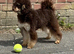 Chocolate Phantom Toy Poodle For Stud