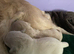 Golden retriever puppies