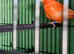 Red cock