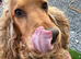 Cocker spaniel puppies