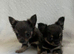 Chihuahua puppies