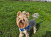 Yorkshire terrier for stud,KC.reg.