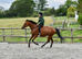 For share.15.1HH TB gelding   1/2 days per week