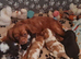 Chocolate cavalier king charles spaniel puppies