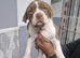 American bull terrier x pak bullykutta