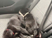 huskador puppies