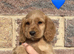 Working cocker spaniel