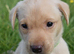 **STANLEY** Beautiful Labrador Boy Available