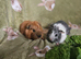 3 baby girls/sows