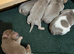 Lilac jack Russell’s