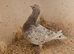 Lambretch cock