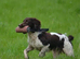 KC Reg L&W Springer Spaniel Puppies