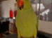Baby green Ringneck talking parrot